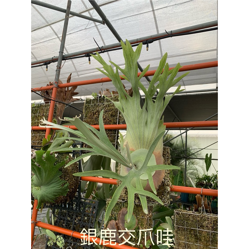 🌱愛客森🌱 銀鹿交爪哇 鹿角蕨