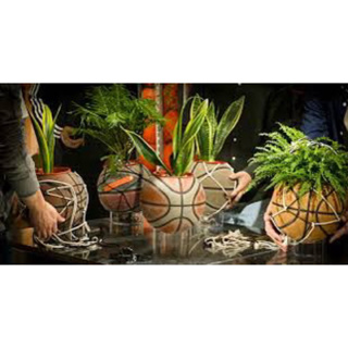 環保回收籃球盆栽搭配天然的空氣清淨機「虎尾蘭」