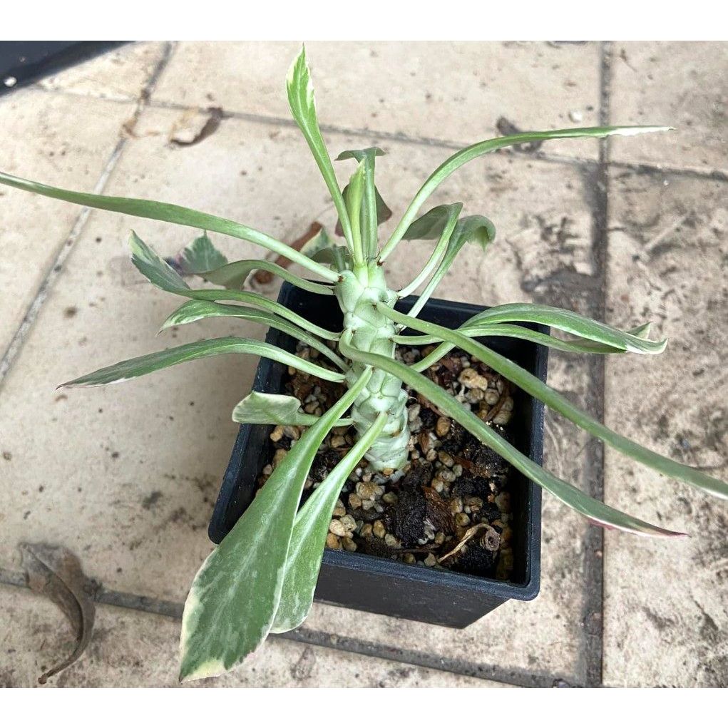 白斑 翡翠閣錦 3寸盆 塊根植物 多肉植物 白斑 將軍閣錦 仙人掌 觀賞植物 盆栽