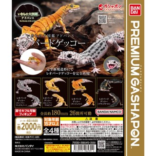𓅓MOCHO𓅓 現貨 BANDAI Premium 扭蛋 生物大圖鑑進擊-豹紋壁虎 全4種