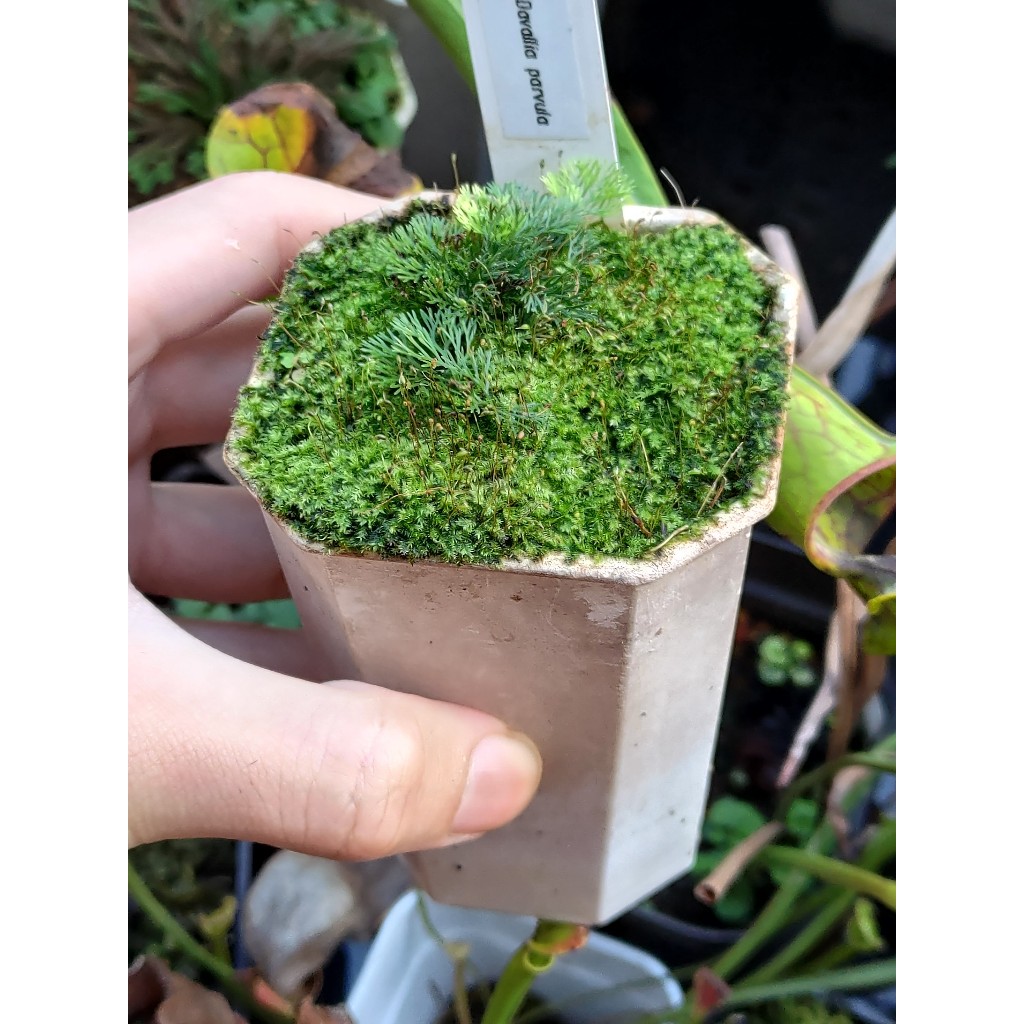 迷你蕨類植物 纖葉骨碎補 Davallia parvula 適合生態瓶