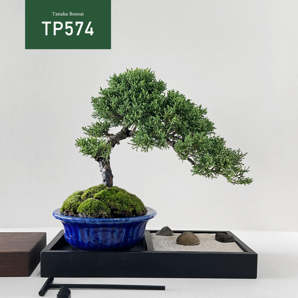 【Tanaka Bonsai】TP574 紀州真柏/鐵柏盆景（不含枯山水套件與木墊片）｜松柏盆栽