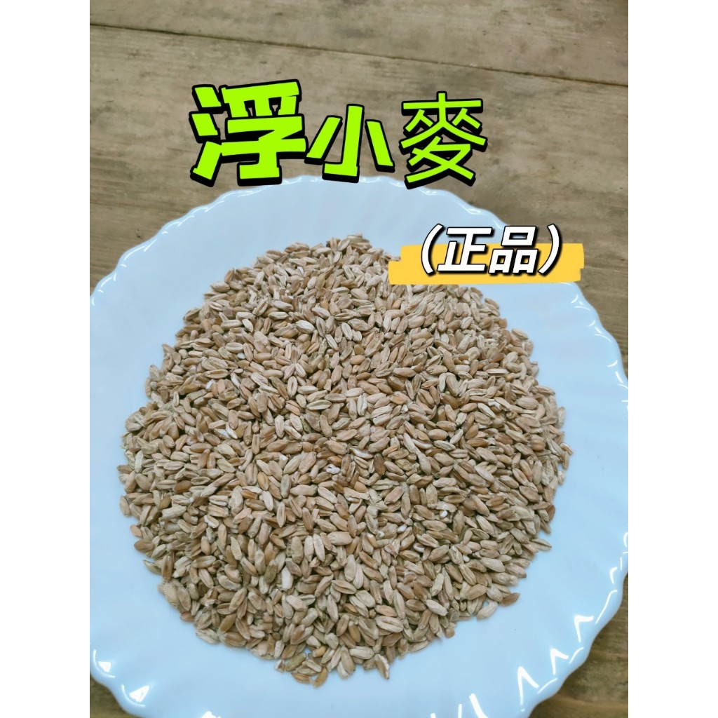「太乙青草行」~養生茶飲~浮小麥（產地：台灣）