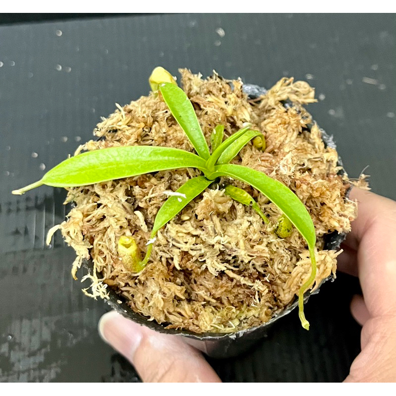 杏黃豬籠草（Nepenthes flava）