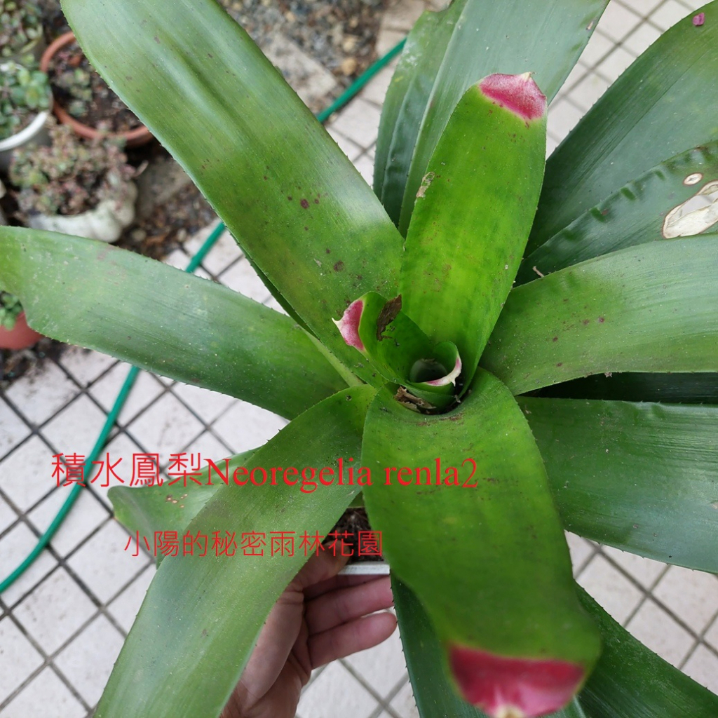 五彩積水鳳梨---【Neoregelia  renla】成株出售/積水鳳梨/多肉植物