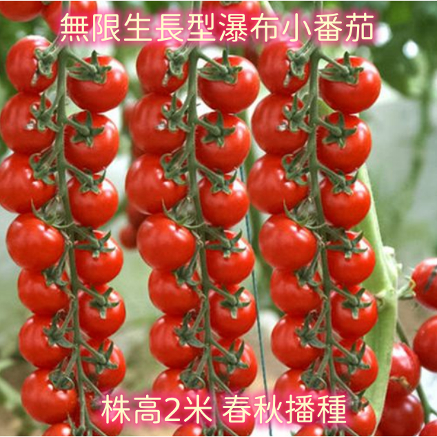 L0016好種子 瀑布小番茄種子 無限生長 小西紅柿 聖女果 櫻桃番茄種子 水果番茄 原裝大田用種