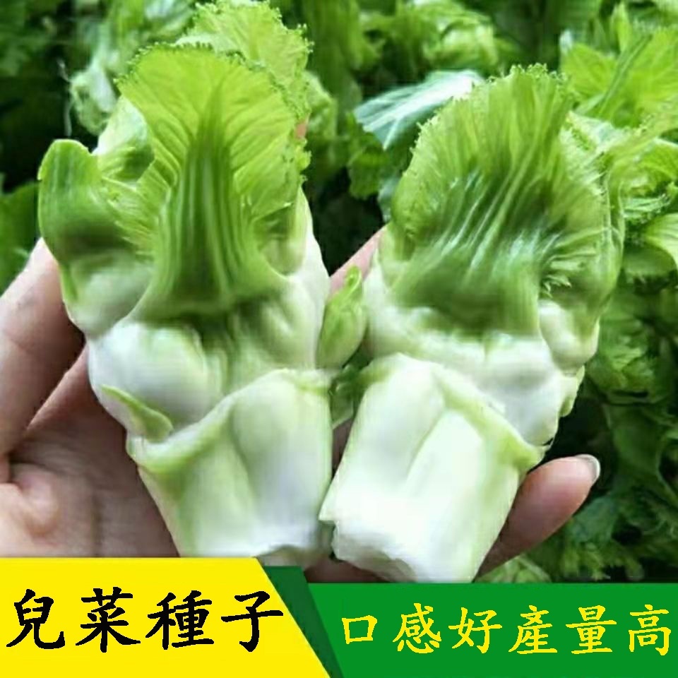 L蔬菜種子 原裝 兒菜種子 早熟抱子芥娃娃菜 兒菜  榨菜種子  大田用種