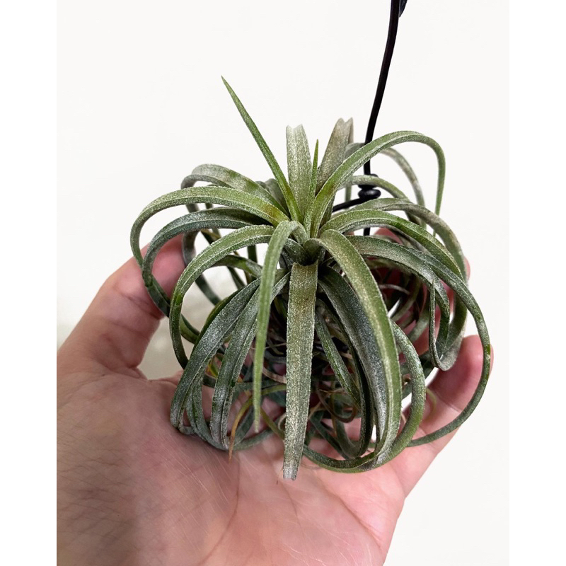 [高雄］空氣鳳梨 空鳳 小精靈x紅女王 Tillandsia ionantha x paucifolia