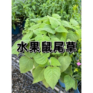 【花無缺❶號】香草 水果鼠尾草 10-40公分 5吋盆