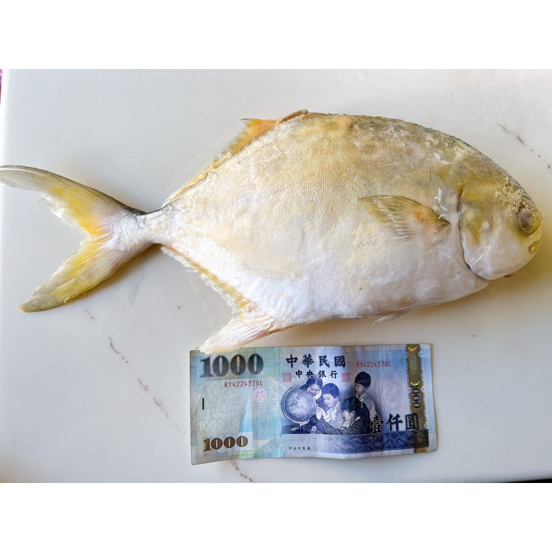 ［搶鮮食］黃金鯧700-800公克/金鯧/紅衫/金鯧魚/台灣金鯧/鯧魚/金槍/金鯧/黃鯧