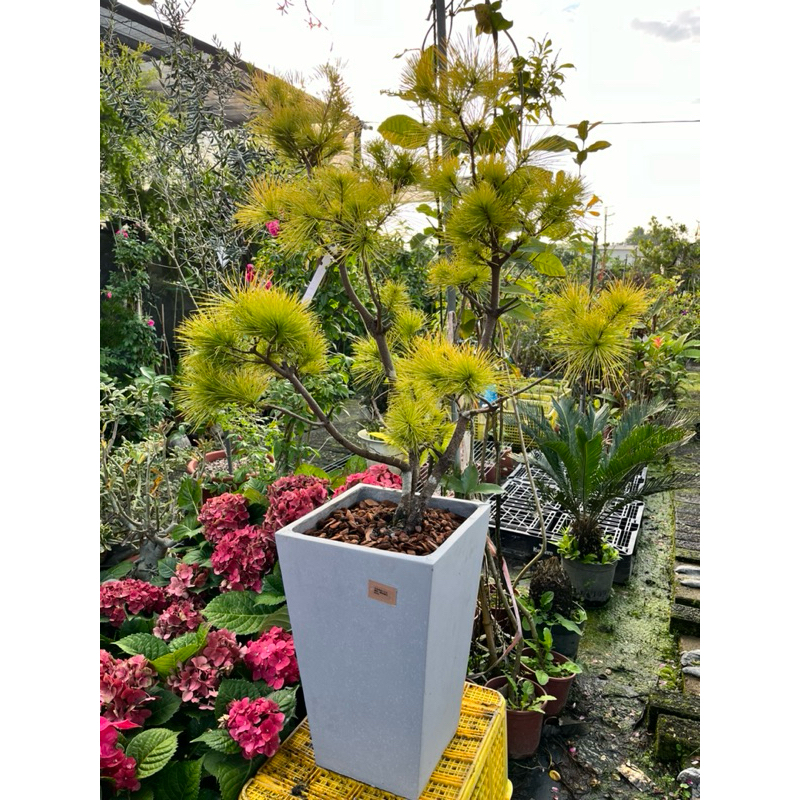 霏霏園藝日本黃金八房松  水泥盆種好盆怕整年都是黃色顏色非常美真的漂亮數量4棵
