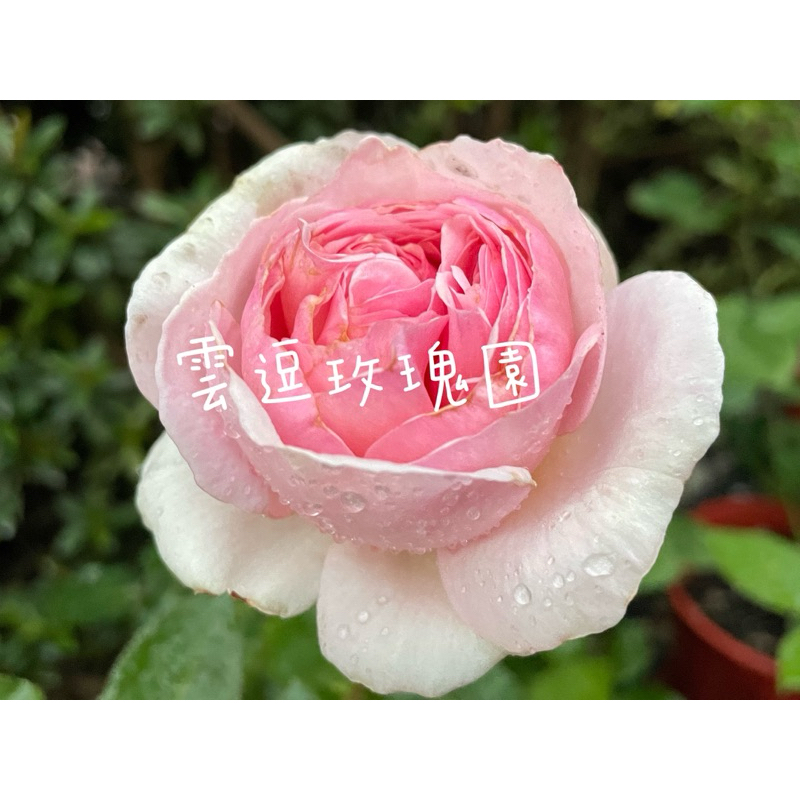 雲逗玫瑰園🌹伊芙系列.強香.伊芙乙女心玫瑰花🌹使用玫瑰專用土.又大又香月季玫瑰花