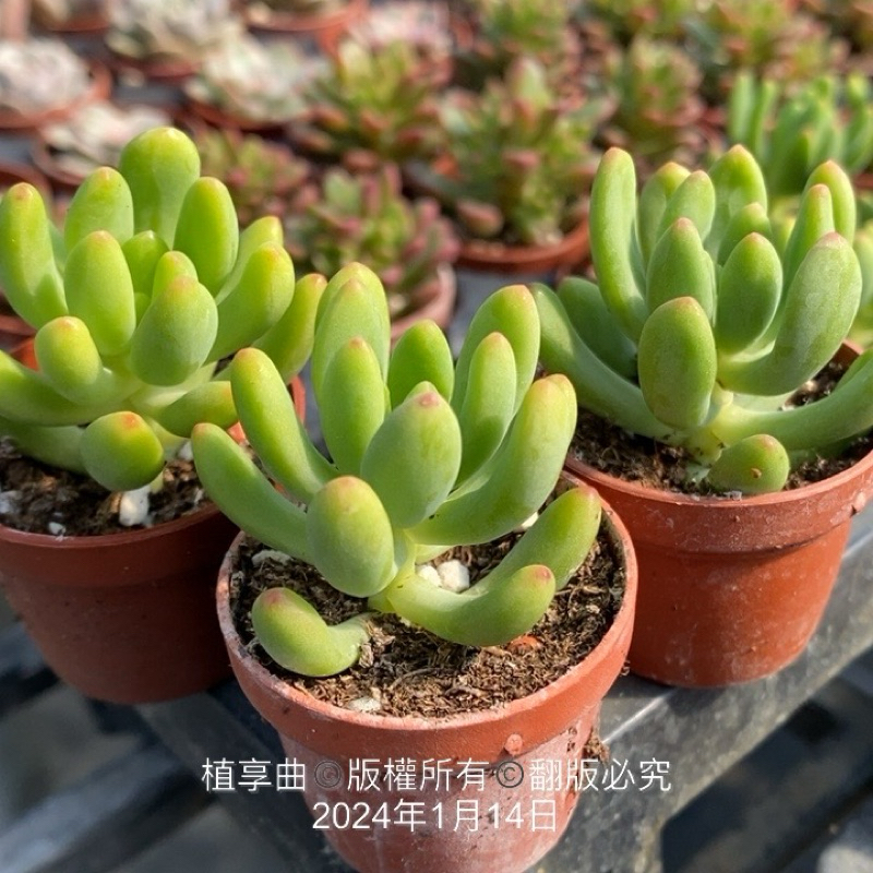 植享曲  多肉植物  一吋盆/綠繡眼（露養植株輕微曬傷 數量有限）