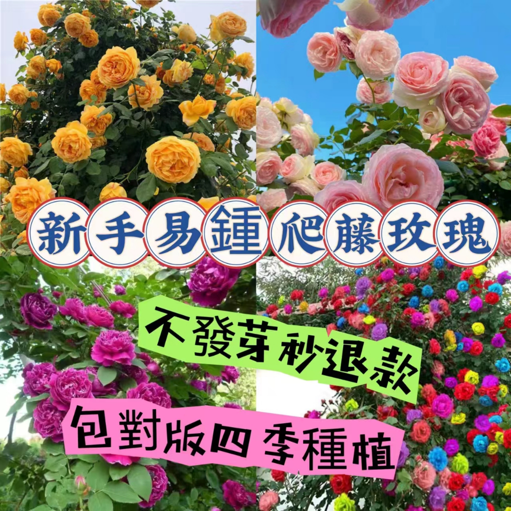 🍁💥【虾皮热销】五十款爬藤玫瑰種子 熱戀之花 藤本玫瑰 達芬奇陽台庭院新手易種 觀賞花卉種子