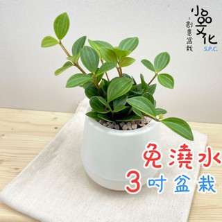 【小品文化】翡翠椒草【現貨】3吋雪胖免澆水盆栽 室內植物 室內盆栽 懶人盆栽 水培植物 水培盆栽 室內盆栽 觀葉植物
