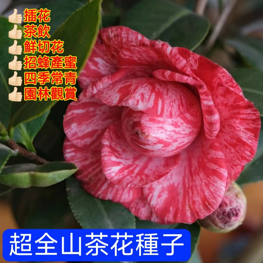 💥💥【山茶花種子】香妃山茶花樹苗種苗 種籽 耐寒喜濕花卉 園林觀賞 庭院陽台種植 盆栽地栽植物種子 濃香山茶花重辦山茶花