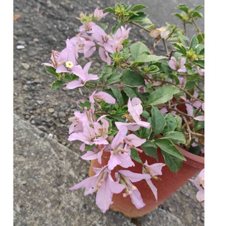 極特殊新品種7吋大盆<淺茄蝶/多變蝴蝶雙飛花片>唯美仙系 九重葛 / 三角梅 一盆一枝樹枝苗含盆 植栽盆栽花盆好心情