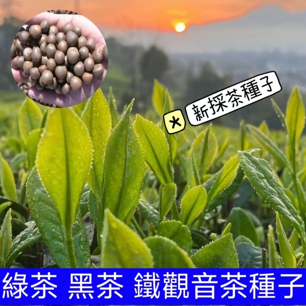 💥💥【綠茶黑茶種子】高山茶種 鐵觀音 毛尖茶種籽 大紅袍茶種籽 超全茶樹種子 油茶種子 山地農田小院種植 自採茶葉種子