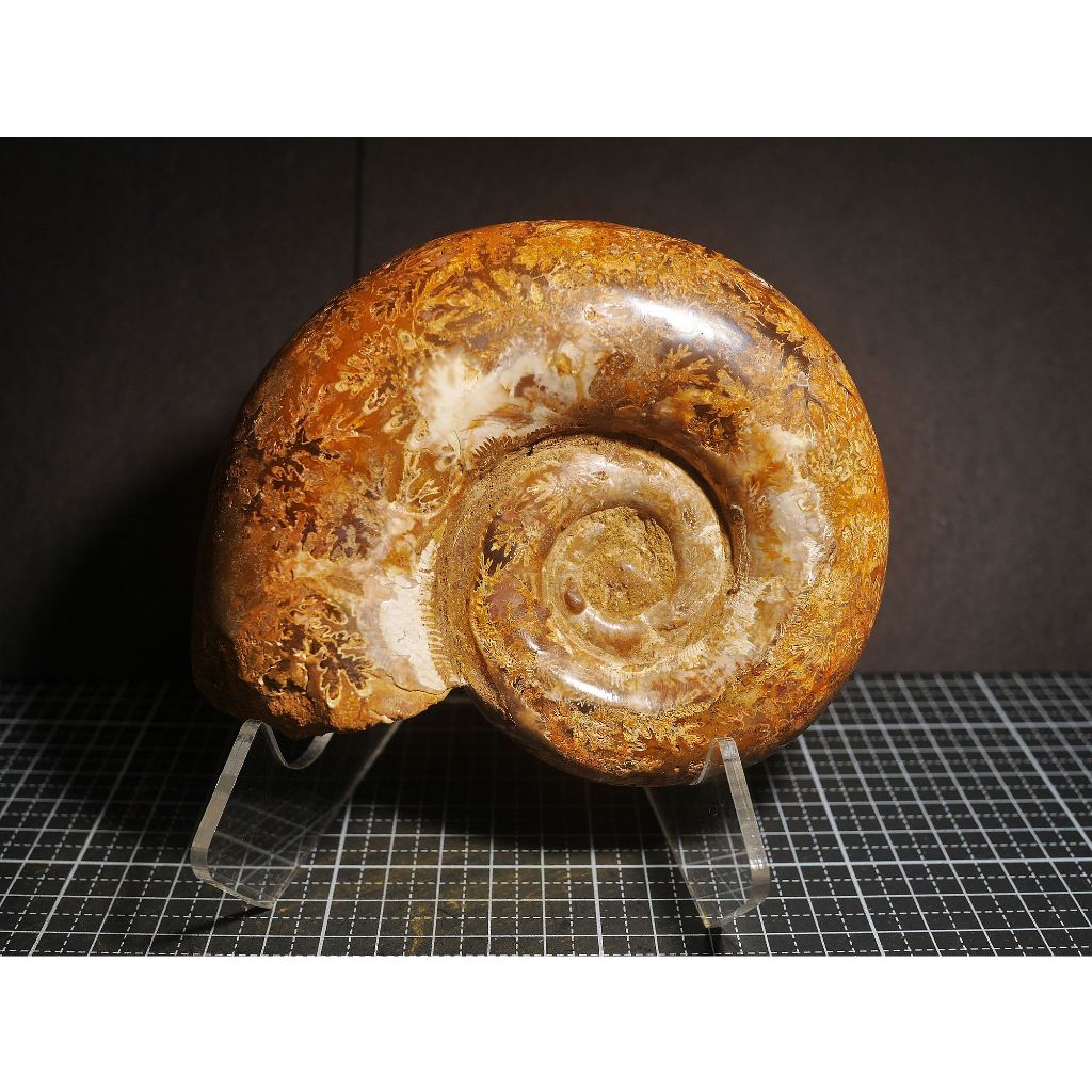 【實物實拍】【現貨】【露蝦】黃金色的半弛菊石(134mm)(花紋美 不小顆) 自然科學 古生物 活化石 收藏 三葉蟲