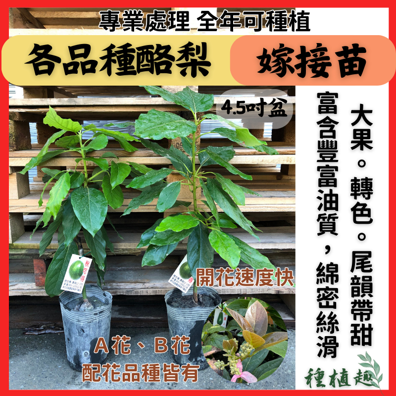 ［種植趣］酪梨嫁接苗 挑戰價格 美苗 五月早 十月紅 黑金晚生 黑皮紅心圓 紅富士 秋可 厚兒 加林一號 果樹 苗 酪梨