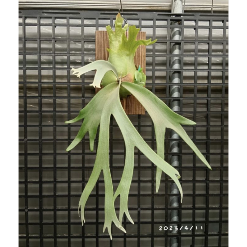 爪哇鹿角蕨/P.willinckii/蕨類植物/原生種/限量