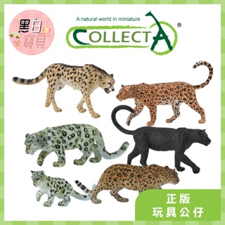 【臺灣現貨】collectA動物模型 非洲豹 黑豹 遠東豹 國王獵豹 雪豹 豹