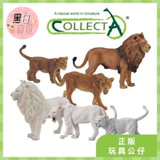 【臺灣現貨】collectA動物模型 非洲雄獅 母獅子 小獅子 白公獅 白母獅 幼白獅