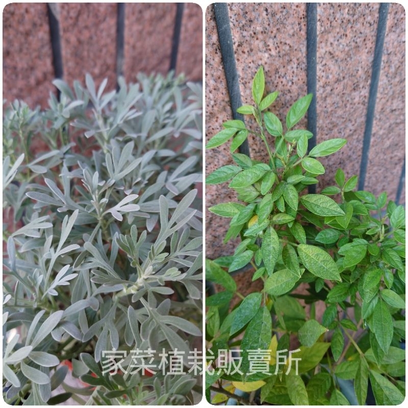 芙蓉/抹草盆栽 🌿淨身避邪🌿下單前請先詢問苗況及庫存🏡家菜植栽販賣所