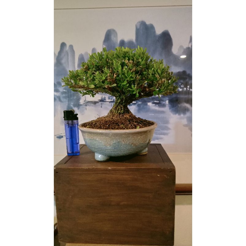 400G#-藏家釋出20幾年樹齡盆培展覽級國泰樹型小品「雀舌黃楊（金柳）」極品盆栽