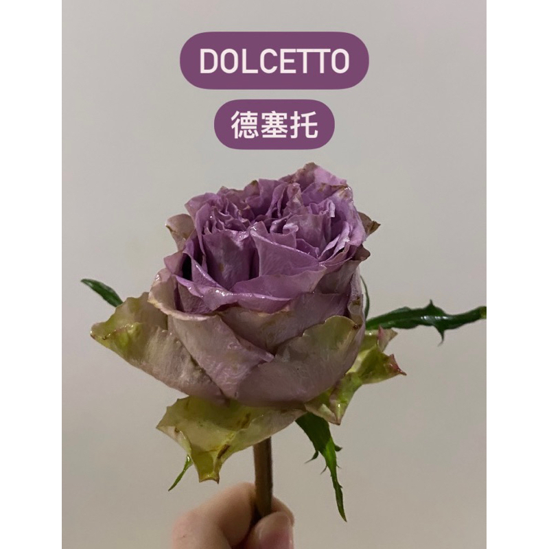 （樹玫瑰.自根苗盆栽現貨聊聊）荷蘭 德塞托 有點甜Dolcetto rose 玫瑰花月季植栽盆栽 保濕枝條 大輪紫羅蘭色