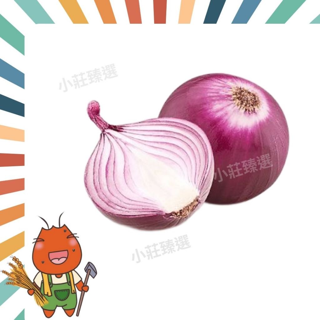 【野菜匠人】紫洋蔥(單顆販售，200~250g/顆) 生菜 沙拉