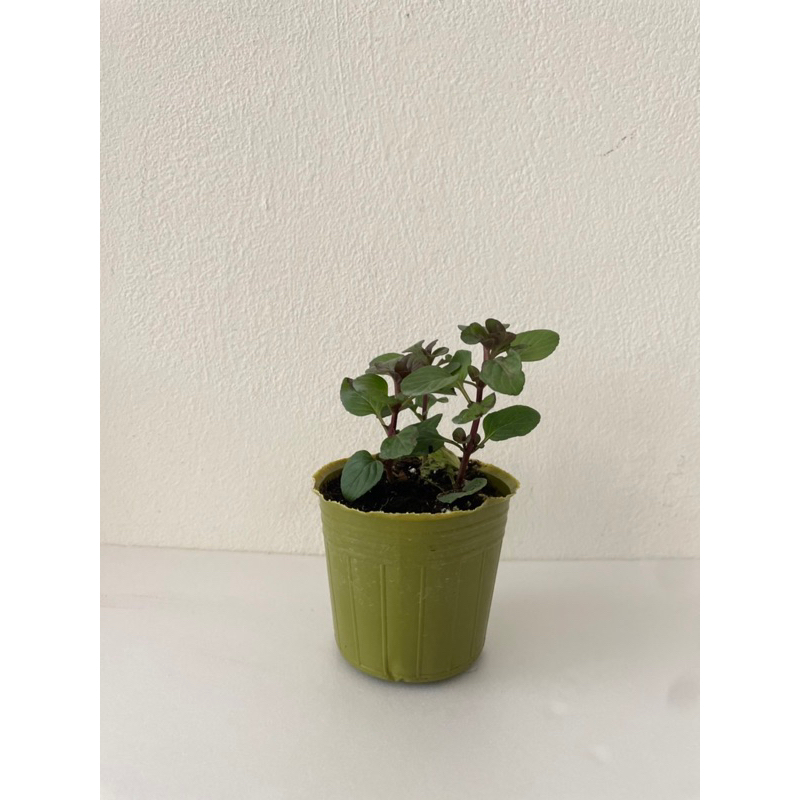 檸檬薄荷苗 2.5寸盆 萊姆薄荷苗 Lime Mint