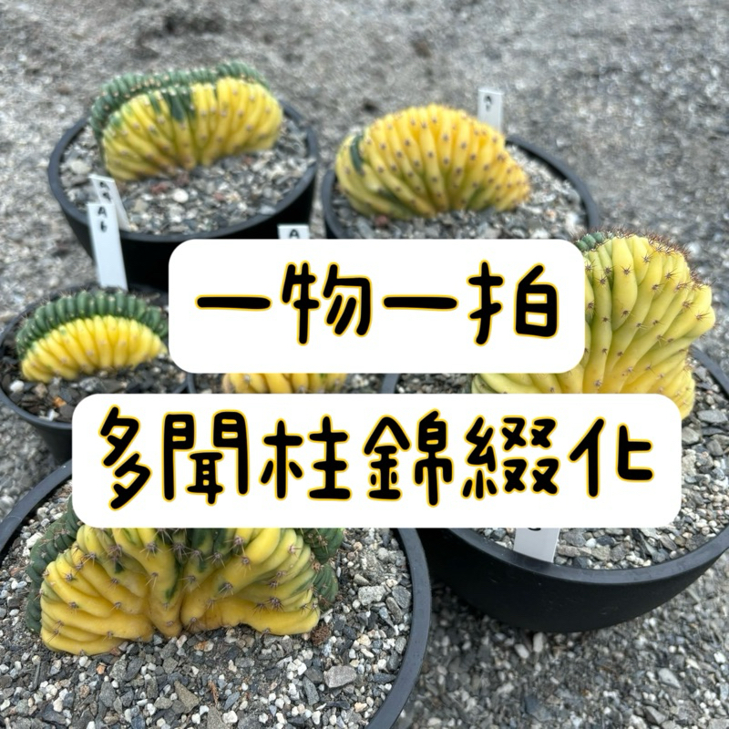 ≡植綠人生≡🌴多聞柱錦綴化🌴一物一拍📷Echinopsis pachanoi│仙人掌科│仙人掌│療癒│多肉植物│