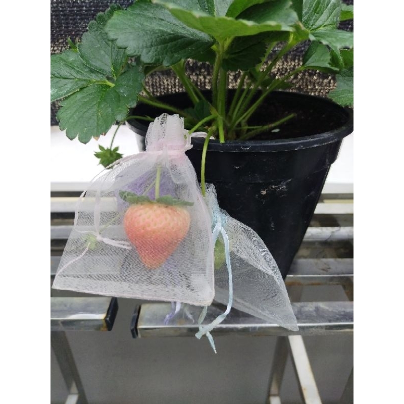 草莓苗品種：淡雪（日系）走莖繁殖