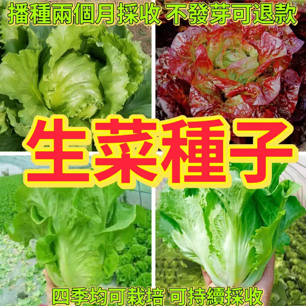 🔥生菜種子🍓多款四季生菜種子 奶油生菜 意大利生菜 玻璃生菜種子 庭院蔬菜種子