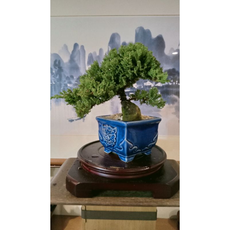 455G-絕美風飄樹型釉盆附石「珍珠柏」精緻小品盆栽