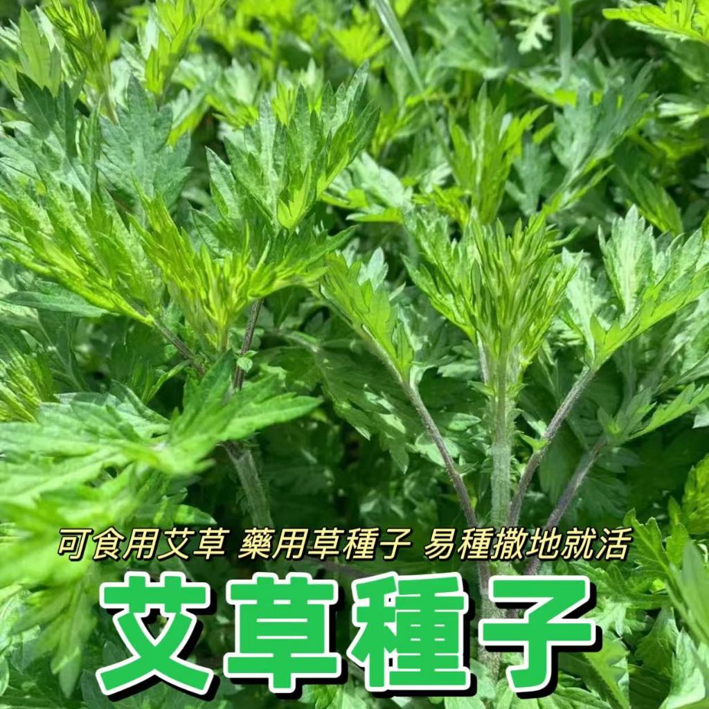 🌻向友農種業🌻【艾草種子】香艾 艾蒿種子籽 四季可種植 新手易種植 耐寒 可食用 可驅蚊 藥用艾草種子