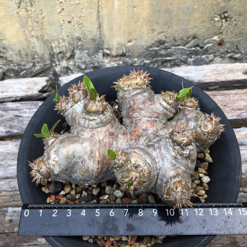 糸·嶼 / Pachypodium Brevicaule 惠比須笑 - 塊根 / 多肉 植物