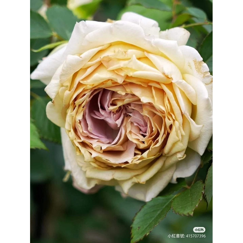 玫瑰花🌹日本河本.金色禮服.金色玫瑰長袍玫瑰花🌹使用玫瑰專用土.香氣宜人