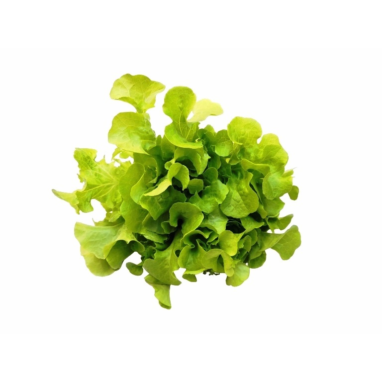 綠沙拉缽萵苣種子~Green Salad Bowl Lettuce~生菜首選品種