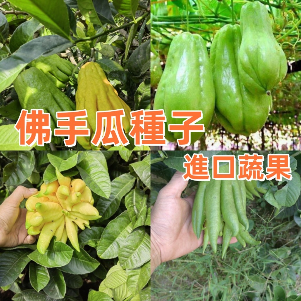 🌱三款佛手瓜種子 白皮佛手瓜 進口蔬果千金佛手瓜  四季庭院陽台果園種子超易種植 菜園種子種植