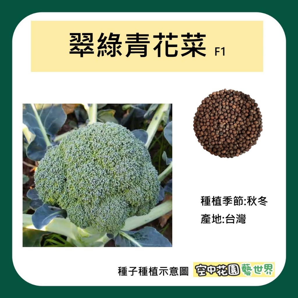 【台灣出貨 電子發票】翠綠青花菜 種子 0.2克(約50顆) F1 菜籽 花椰菜 青花菜 空中花園藝世界