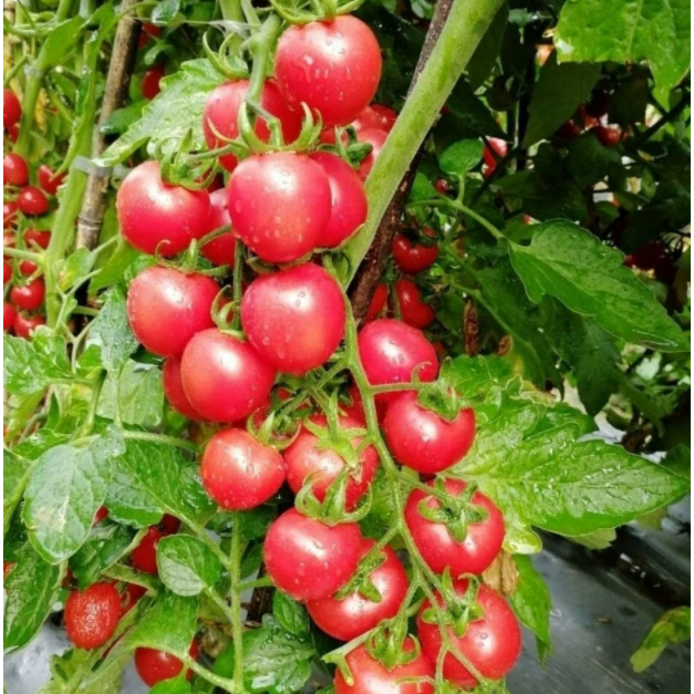 L種業 粉紅果 櫻桃番茄 種子 粉領水果番茄種子