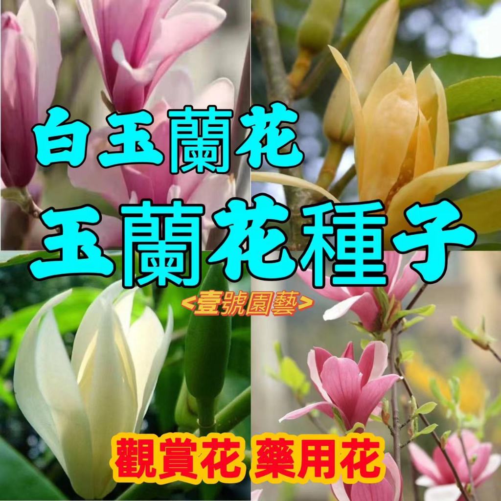 玉蘭花種子 白玉蘭種子 金玉蘭花種子 觀賞花種子 藥用花種子 庭院花卉種子 四季開花 台灣出貨 下殺免運 正版種子