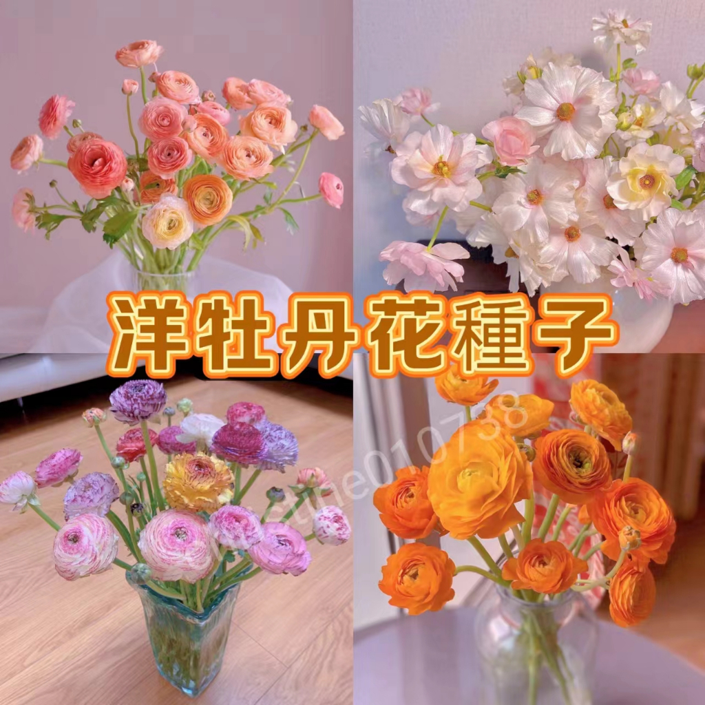 🌱洋牡丹花種子🌱【牡丹花種子】20多款牡丹種子 牡丹種籽 芍藥種子 四季種植 發芽率高 花卉種子 四季開花