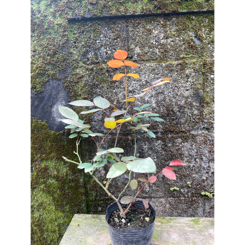 看花小院子 成功紅玫瑰自根、樹玫瑰，砧木修博士嫁接，植株如圖。