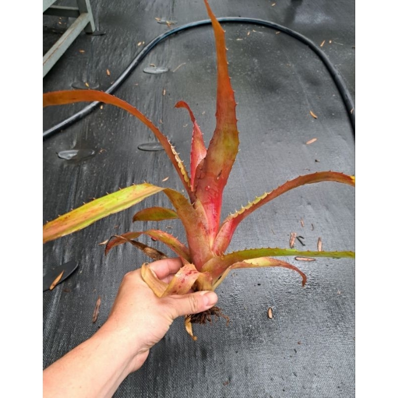 積水鳳梨-Aechmea bracteata rubra（紅色型）