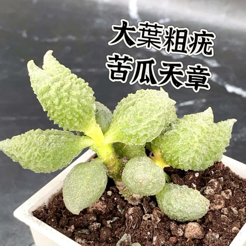 ↠有植感↞ ▮大葉粗疣苦瓜天章▮ 苦瓜天章 大疣苦瓜天章 苦瓜多肉 多肉 多肉植物 景天科 百合科 生石花 海豹天章