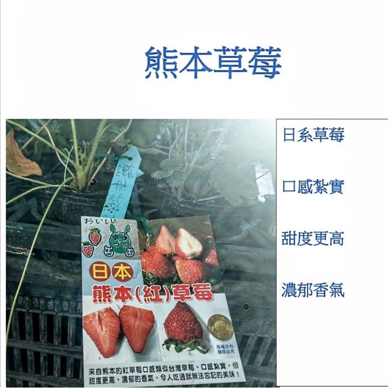 ◤熊本草莓苗 青山盆◢ 特賣六送一 可混搭青山盆草莓│南部栽種☀️│