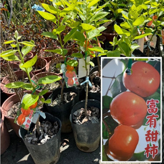 田尾玫瑰園 l 富有甜柿（嫁接苗）【4.5吋黑軟盆 高度約35cm】水果苗 柿子品種 (田尾在地商家)